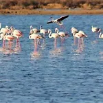 Vila Obidos Lagoon Refuge
